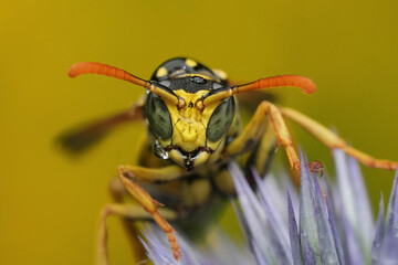 Extreme closeup on a French paperwasp, Polistes dominula in the garden
