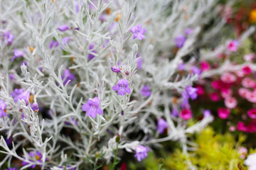 A variety of colorful flowers in full bloom at a park in Japan