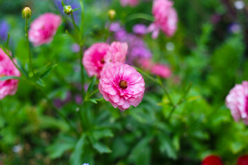 A variety of colorful flowers in full bloom at a park in Japan
