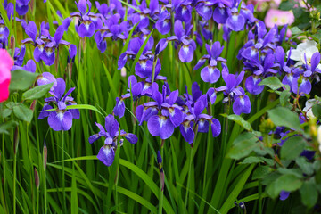 Vibrant purple iris flowers blooming in the park