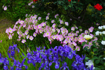Purple irises and pink evening primroses blooming in a vibrant garden.
