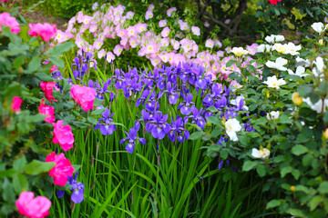 Purple irises and pink evening primroses blooming in a vibrant garden.