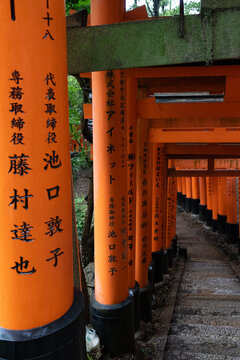 Vibrant orange torii gates wind through the hills behind Fushimi Inari-taisha Shrin