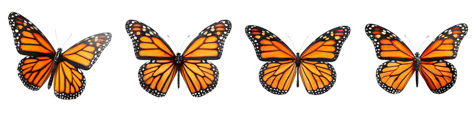 Fototapeta premium Monarch Butterfly Collection: Orange Butterfly Isolated