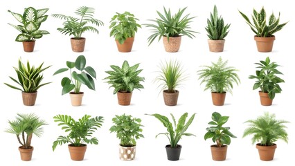 Twenty Potted Green Houseplants potted plants indoor plants