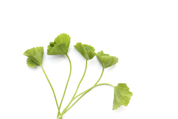 Gotu kola, fresh green leaves