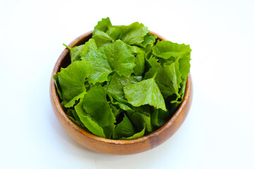 Gotu kola, fresh green leaves