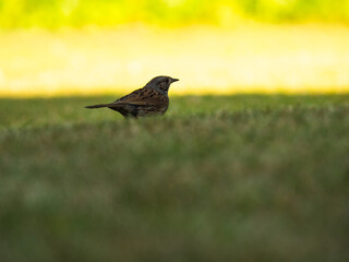 English Sparrow small wildlife bird on lawn in warm sunshine