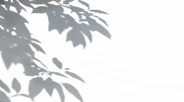 natural leaves shadow overlay drop png on transparent background