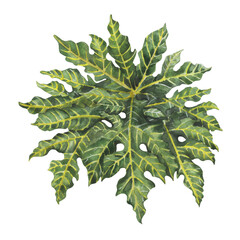 Fototapeta premium Watercolor papaya leaf tropical botanical illustration