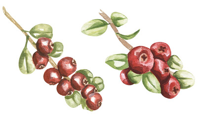 Watercolor Illustration of cranberries set, hand painted botanical berries clipart, plant clip art
