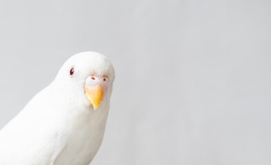 White Budgerigar, budgies in the cage