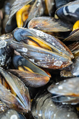 Steamed mussels in shell, close-up seafood dish