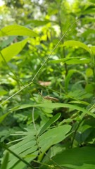 Adult Leaf-footed Bug of the Subfamily Coreinae. Pentatomoidea, Coreinae, Stick Bug, Perfect for documentaries about tropical rainforests and World Nature Conservation Day on July 28th.