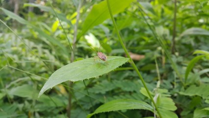 Adult Leaf-footed Bug of the Subfamily Coreinae. Perfect for documentaries about tropical rainforests and World Nature Conservation Day on July 28th. Pentatomoidea, Coreinae, Stick Bug