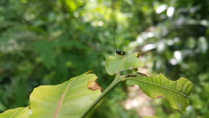 Eucharitid Wasp perched on a green leaf. Perfect for documentaries about tropical rainforests and World Environment Day on June 5th.