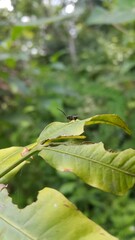 Eucharitid Wasp perched on a green leaf. Shot in a tropical rainforest. Microplitis, chelonus, cotesia glomerata.