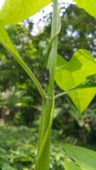 Leafhoppers perch on plant stems. Shot in jungle. Insecta, Hemiptera, Cicadellidae, Eukaryota, Animalia. World Wildlife Conservation Day on December 4th. 
