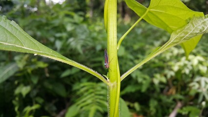 Leafhoppers perch on plant stems. Shot in jungle. Insecta, Hemiptera, Cicadellidae, Eukaryota, Animalia. World Environment Day on June 5th.
