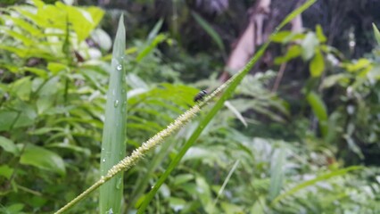 Hermetia illucens as known as black soldier fly perched on a leaf. Black Soldier Fly, a species of Soldier flies. American Soldier Fly. World Nature Conservation Day on July 28th.