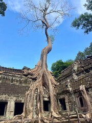Obraz premium ta prohm temple