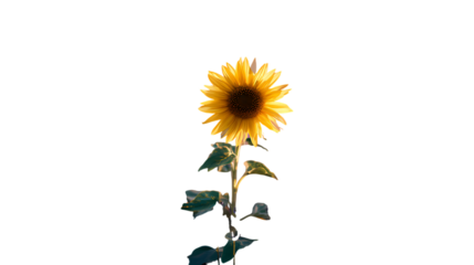 A vibrant yellow sunflower with green stem and leaves isolated on transparent background
