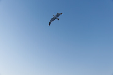 seagull flying on blue sky