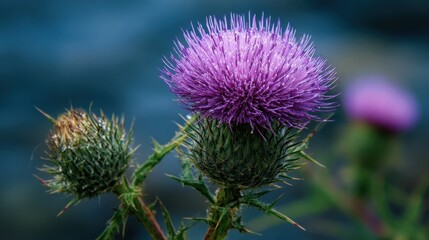 Thistle Scottish. Purple Wild Scottish Thistles, Emblem of Scotland