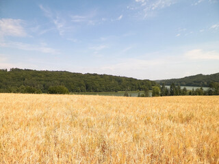 Landscape of oat field and Ostrzyckie lake, Wiezyca, Kashubian Region, Poland.