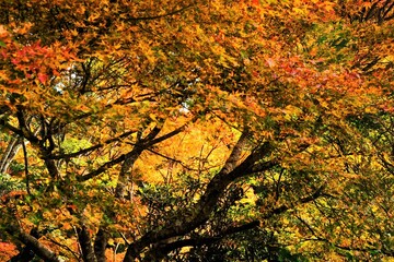 日本、京都、紅葉、寺院、三千院、鳥居、木造建築、古代建築、日本文化、歷史名勝、古都京都の文化財、木、綠色、青空、秋、絶景、写真素材