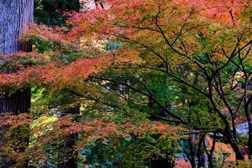 日本、京都、紅葉、寺院、三千院、鳥居、木造建築、古代建築、日本文化、歷史名勝、古都京都の文化財、木、綠色、青空、秋、絶景、写真素材