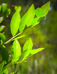 Close up of green leaves.