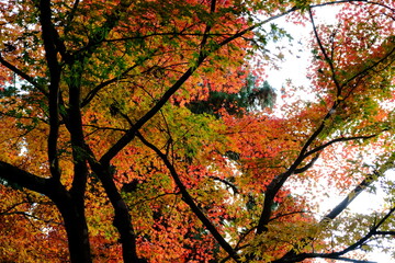 日本、京都、紅葉、寺院、三千院、鳥居、木造建築、古代建築、日本文化、歷史名勝、古都京都の文化財、木、綠色、青空、秋、絶景、写真素材