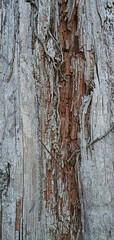 Weathered Tree Bark with Deep Cracks and Natural Wood Texture
