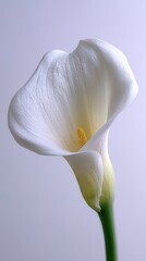 Elegant White Calla Lily Close-Up