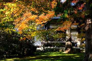 日本、京都、紅葉、寺院、三千院、鳥居、木造建築、古代建築、日本文化、歷史名勝、古都京都の文化財、木、綠色、青空、秋、絶景、写真素材