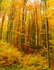 Landscape of autumnal forest.