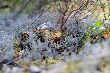 Camouflaged Mushrooms in Forest Lichen