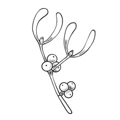 Mistletoe branch with white berries. vector graphic. Ideal for Christmas decor, greeting cards, winter wedding designs, packaging, textile and holiday invitations.