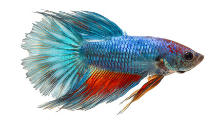 Fototapeta premium Vibrant Blue, Red Siamese Fighting Fish, Aquatic Beauty