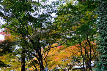 Obraz premium 日本、京都、紅葉、寺院、三千院、鳥居、木造建築、古代建築、日本文化、歷史名勝、古都京都の文化財、木、綠色、青空、秋、絶景、写真素材