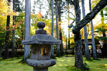 Fototapeta premium 日本、京都、紅葉、寺院、三千院、鳥居、木造建築、古代建築、日本文化、歷史名勝、古都京都の文化財、木、綠色、青空、秋、絶景、写真素材