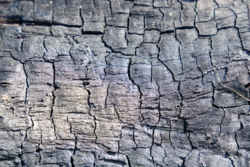 Burnt and Cracked Wood Texture
