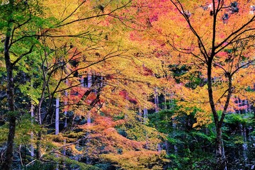 日本、京都、紅葉、寺院、三千院、鳥居、木造建築、古代建築、日本文化、歷史名勝、古都京都の文化財、木、綠色、青空、秋、絶景、写真素材