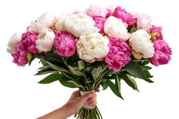 Beautiful hand holding bouquet of white and pink peonies flowers isolated on transparent background
