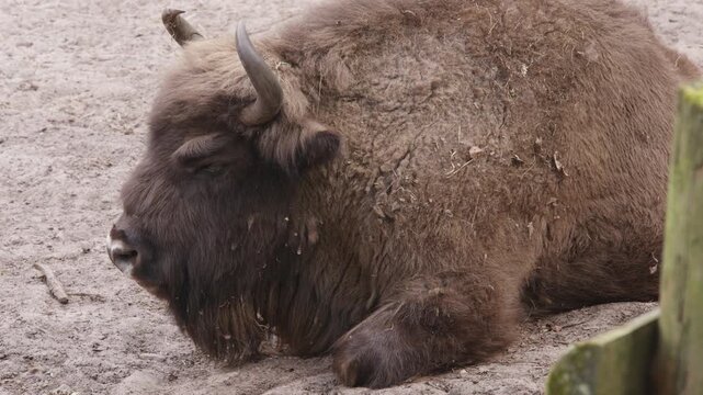 Close-up of a European wood bison also known as the wisent, zubr or buffalo, lying on the ground 