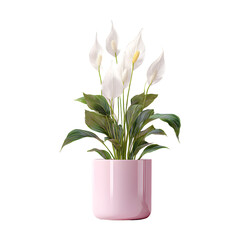 Peace lily plant in glazed pastel pink pot isolated on transparent background