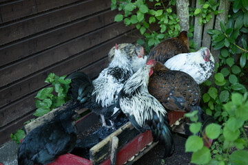 hühner vogel natur tier huhn