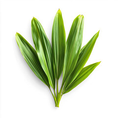 Lush green tropical palm leaves on a Transparent Background