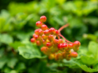 The fruits of the Guelder Rose (Viburnum opulus) as a background image. The blurring of the fruit is intentional.